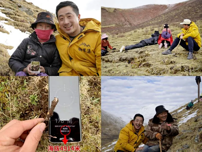 崩了!鲜虫草市场暴雷了