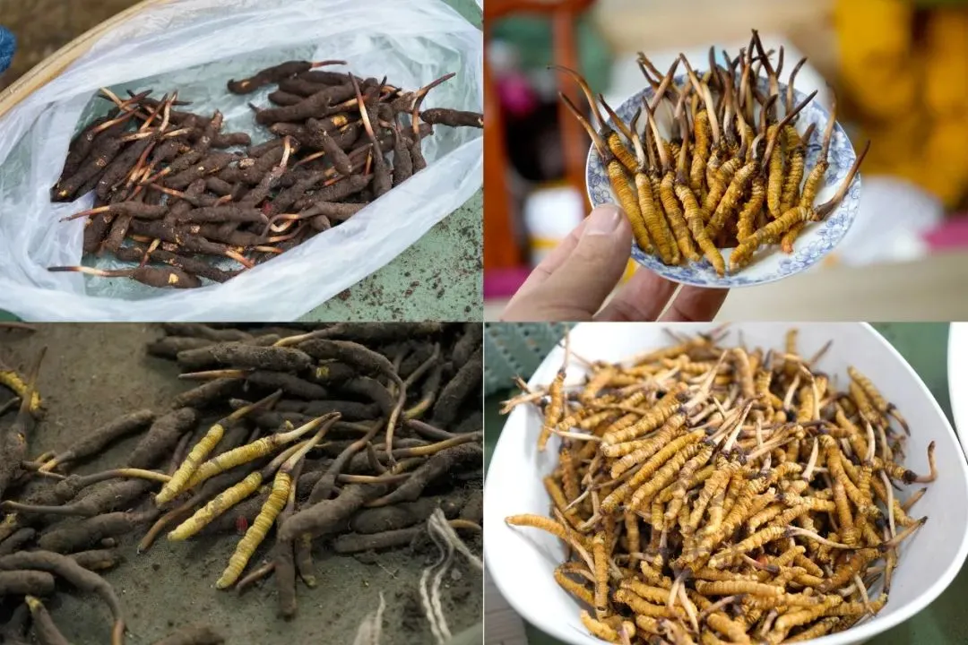 崩了!鲜虫草市场暴雷了