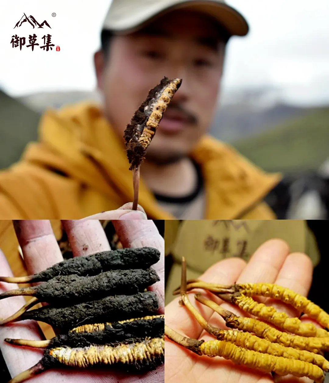 崩了!鲜虫草市场暴雷了