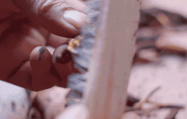 崩了!鲜虫草市场暴雷了