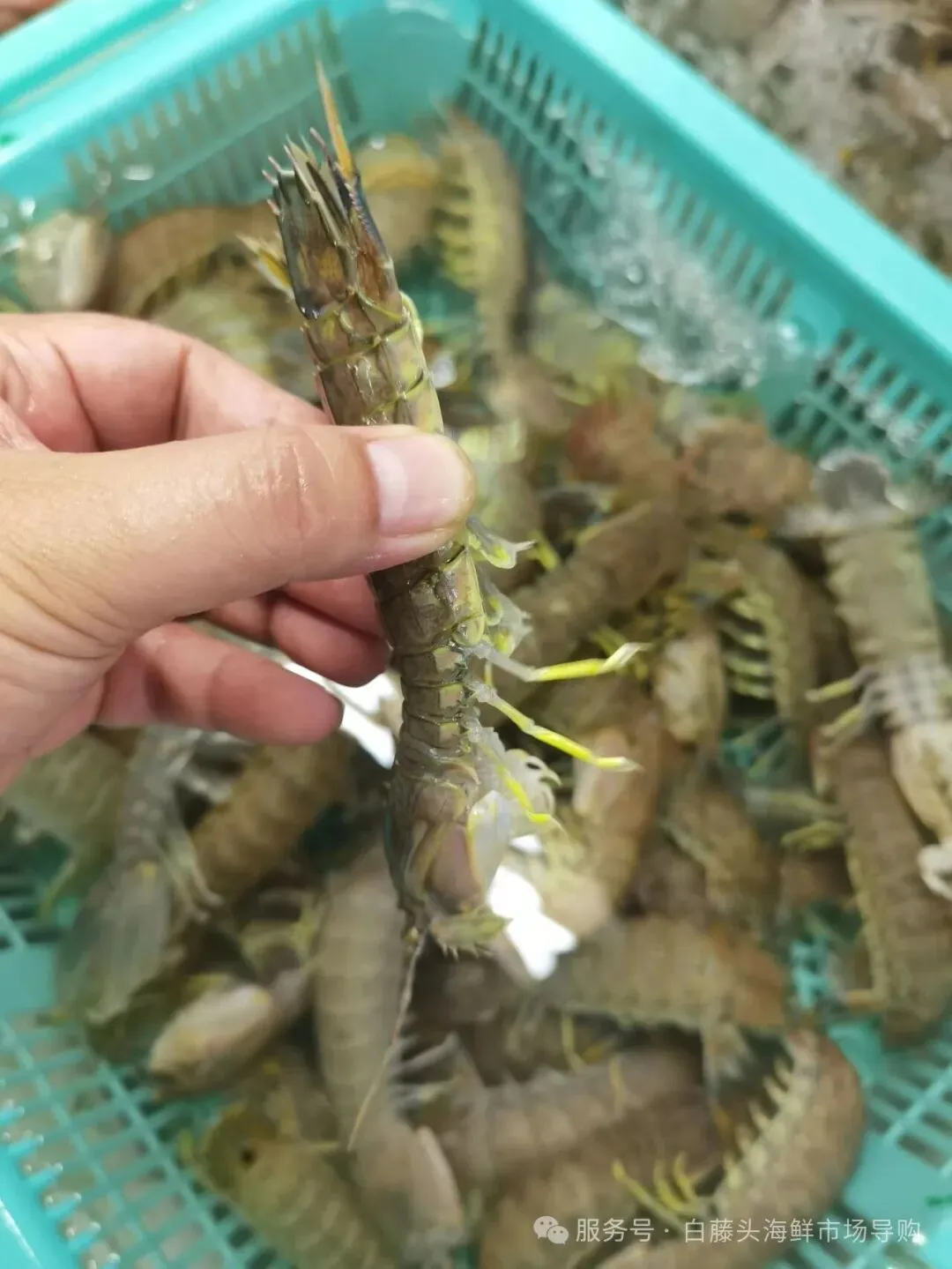 国庆中秋去白藤头海鲜批发市场赴海鲜约!鲜活海产选购 +4家餐厅加工+周边玩法,这份指南超实用