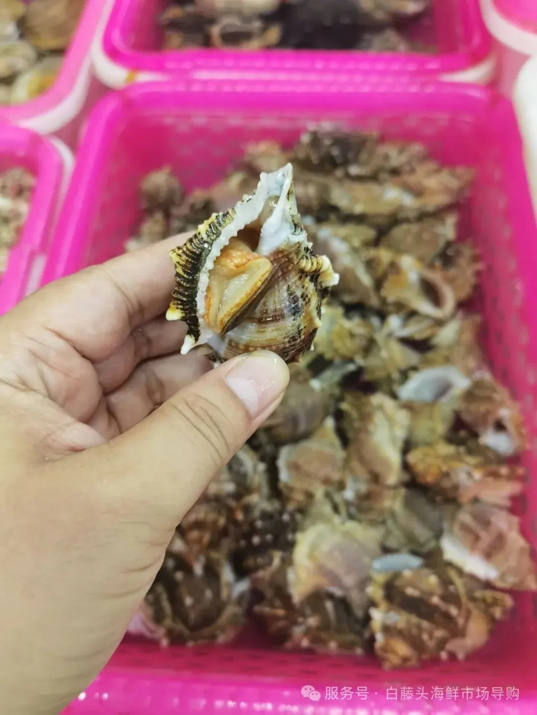 国庆中秋去白藤头海鲜批发市场赴海鲜约!鲜活海产选购 +4家餐厅加工+周边玩法,这份指南超实用