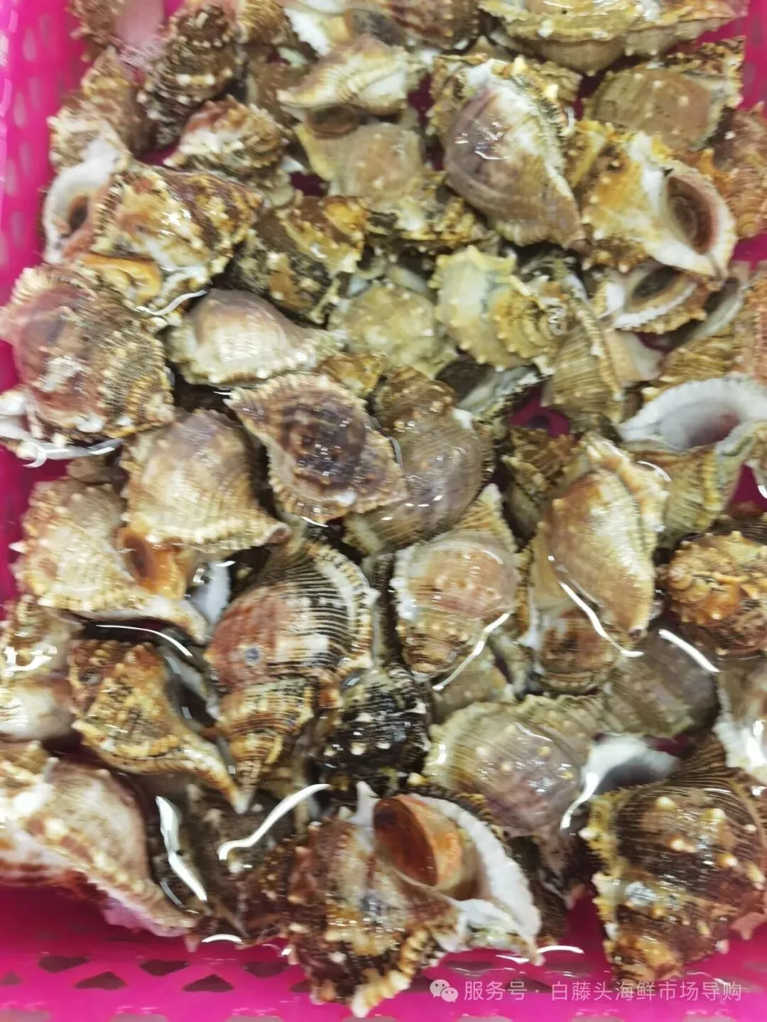 国庆中秋去白藤头海鲜批发市场赴海鲜约!鲜活海产选购 +4家餐厅加工+周边玩法,这份指南超实用