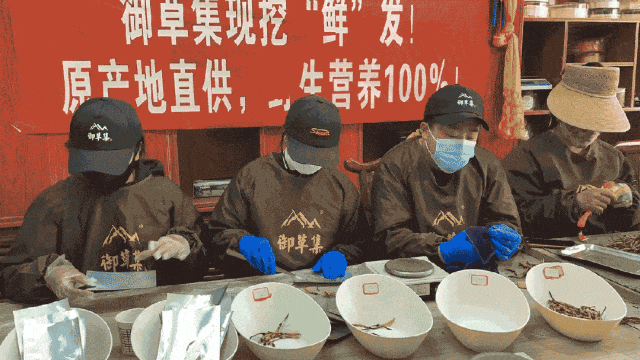 崩了!鲜虫草市场暴雷了