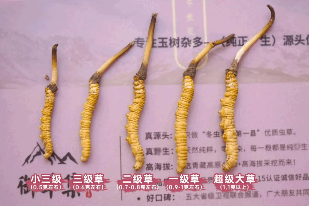 崩了!鲜虫草市场暴雷了