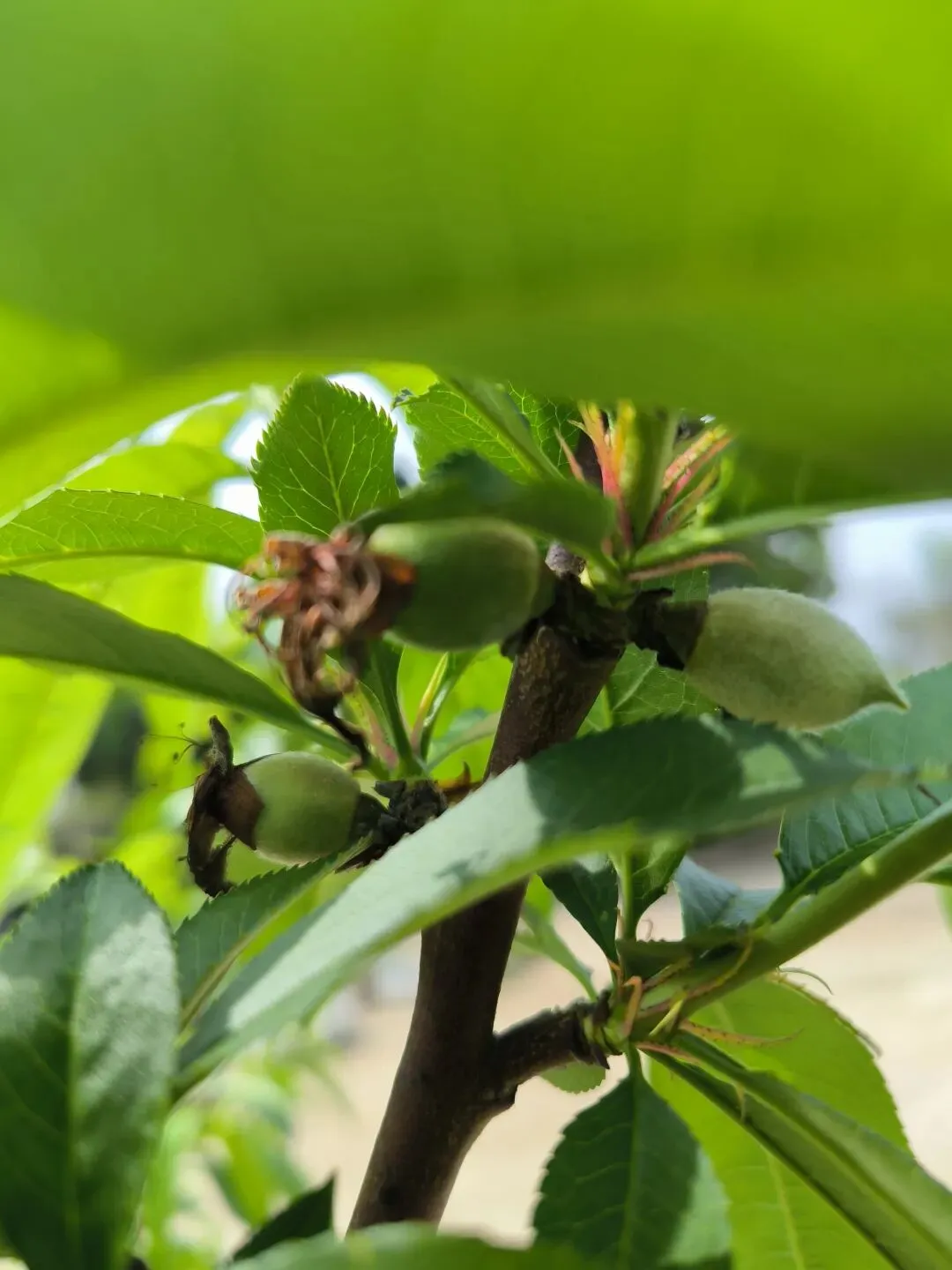 警惕短期反弹迷雾:守住收益,理性应对市场波动