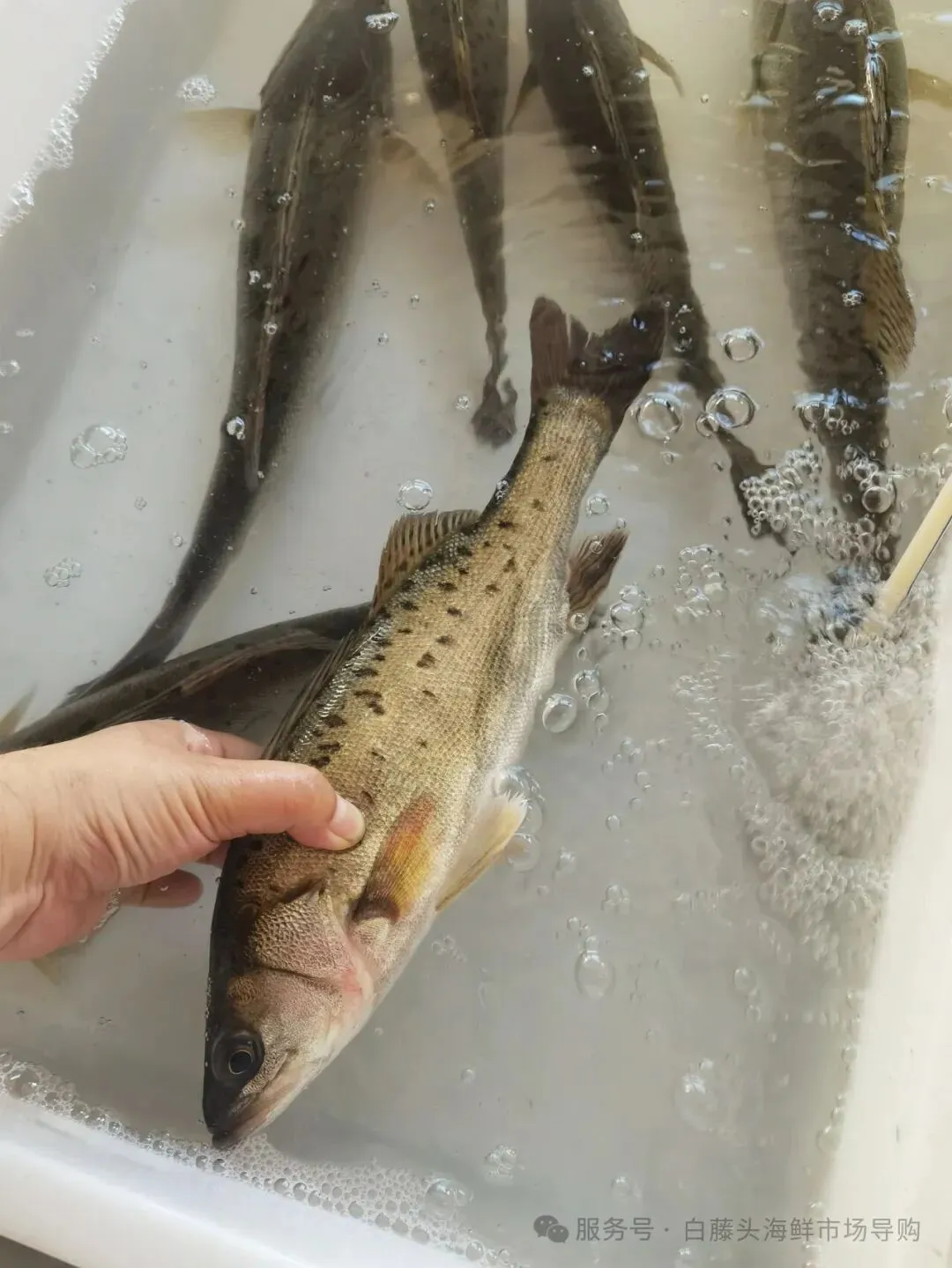 国庆中秋去白藤头海鲜批发市场赴海鲜约!鲜活海产选购 +4家餐厅加工+周边玩法,这份指南超实用