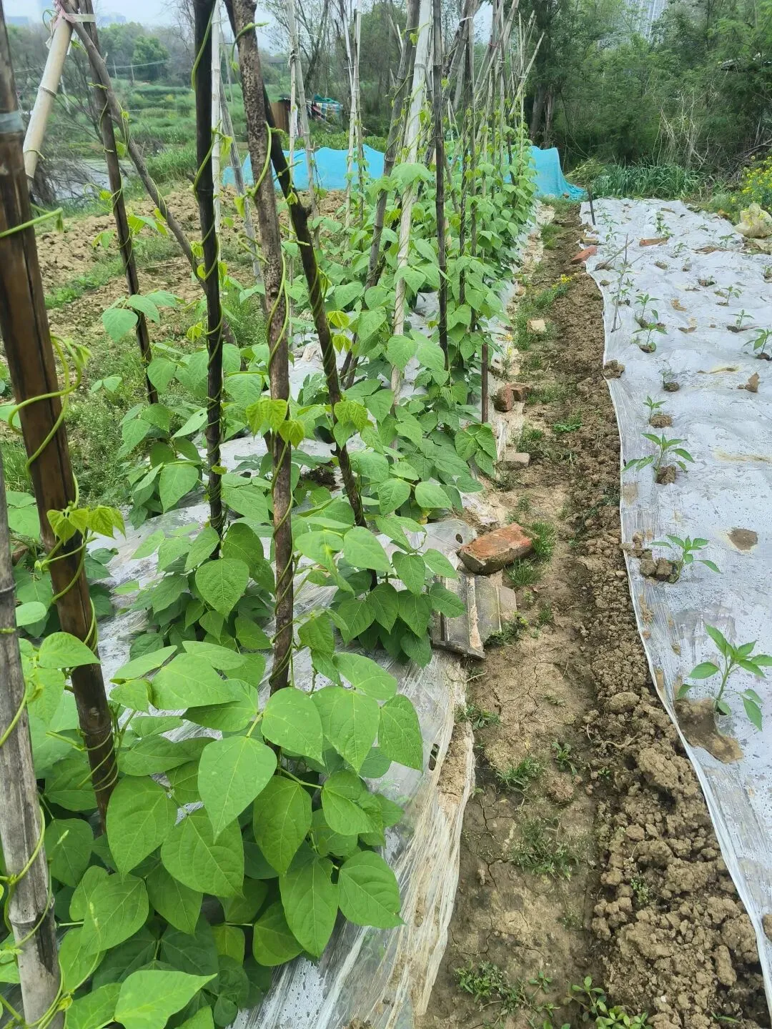 警惕短期反弹迷雾:守住收益,理性应对市场波动