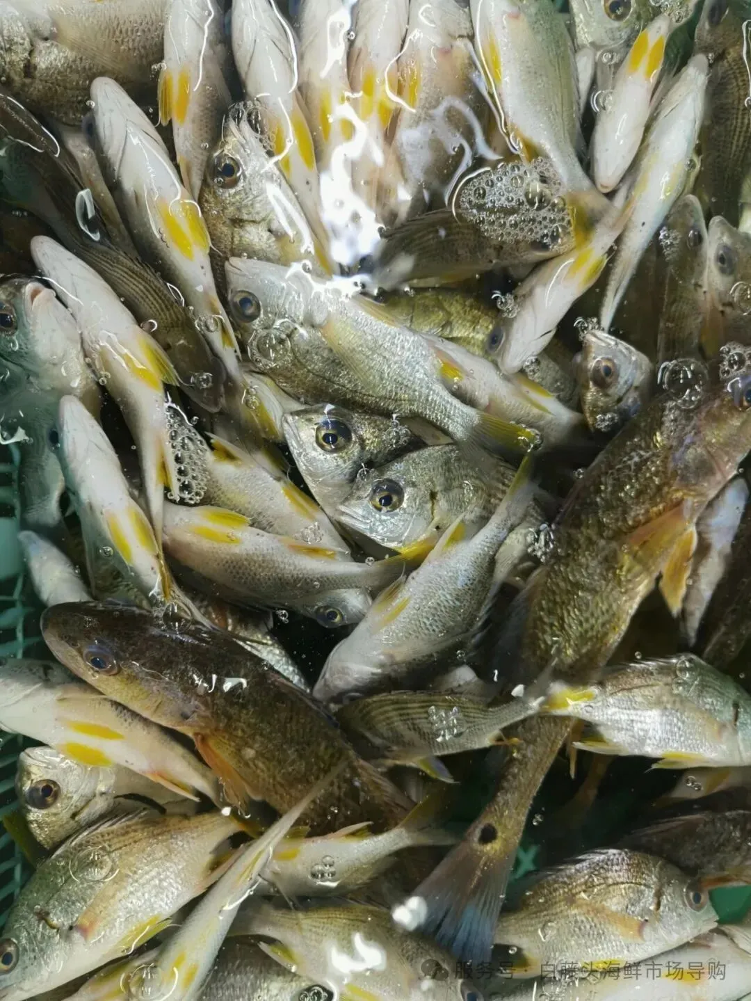 国庆中秋去白藤头海鲜批发市场赴海鲜约!鲜活海产选购 +4家餐厅加工+周边玩法,这份指南超实用