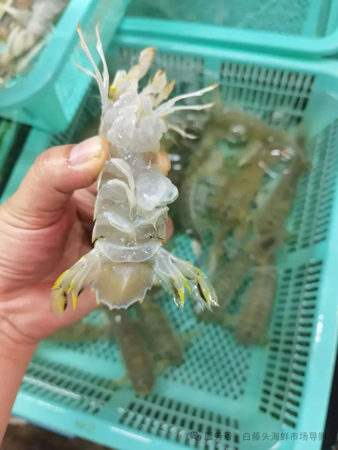 国庆中秋去白藤头海鲜批发市场赴海鲜约!鲜活海产选购 +4家餐厅加工+周边玩法,这份指南超实用