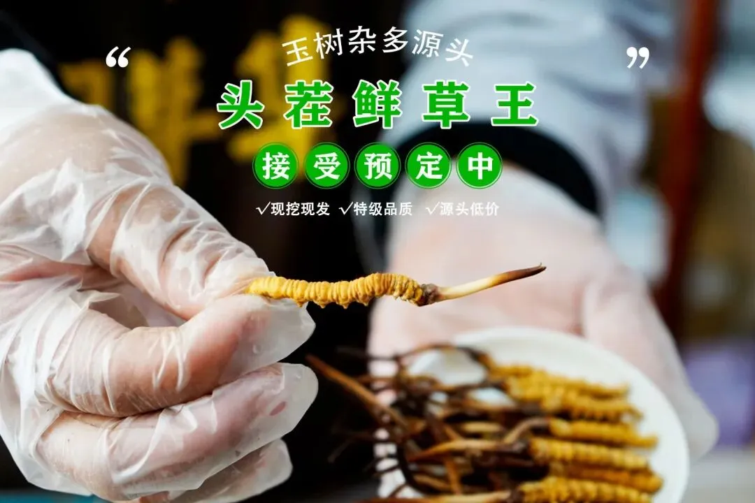 崩了!鲜虫草市场暴雷了