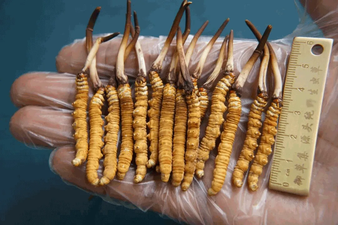 崩了!鲜虫草市场暴雷了