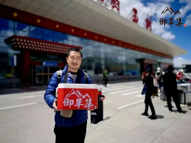 崩了!鲜虫草市场暴雷了