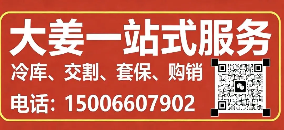 2026年4月21号昌邑生姜市场较昨天新圆头姜、上货量较昨日增加,下货正常,价格稳!