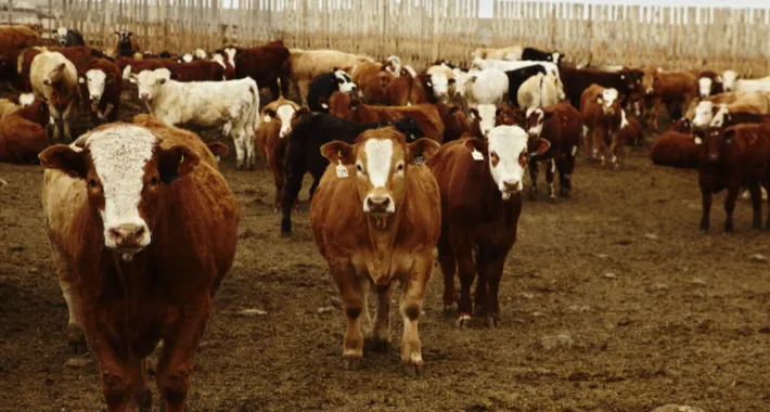 欧盟牛肉市场周报:价格整体持稳,小牛价格同比飙升超30%!