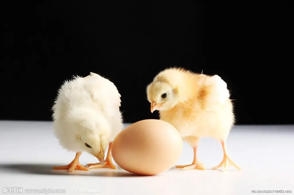 落!走货见慢!4月21日鸡蛋市场行情参考