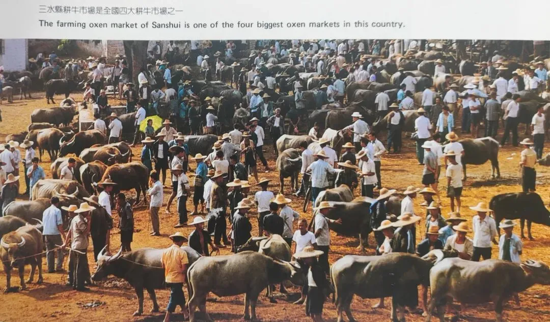 八十年代初三水耕牛市场