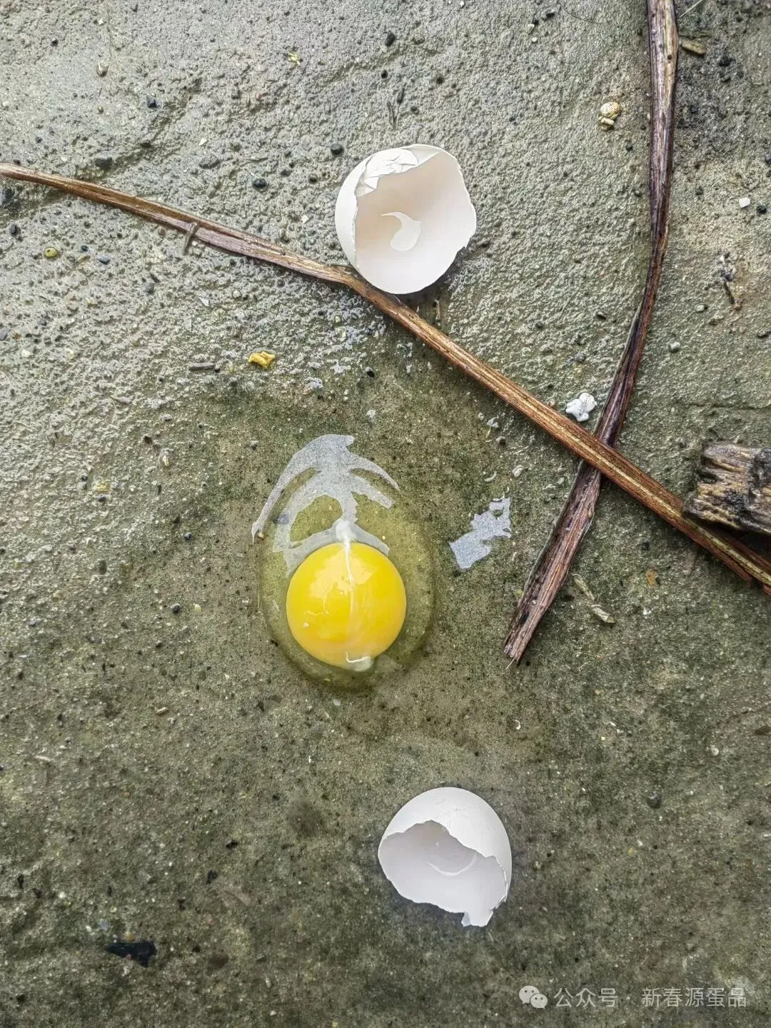 2026年4月21日 东莞信立市场鸡蛋行情参考