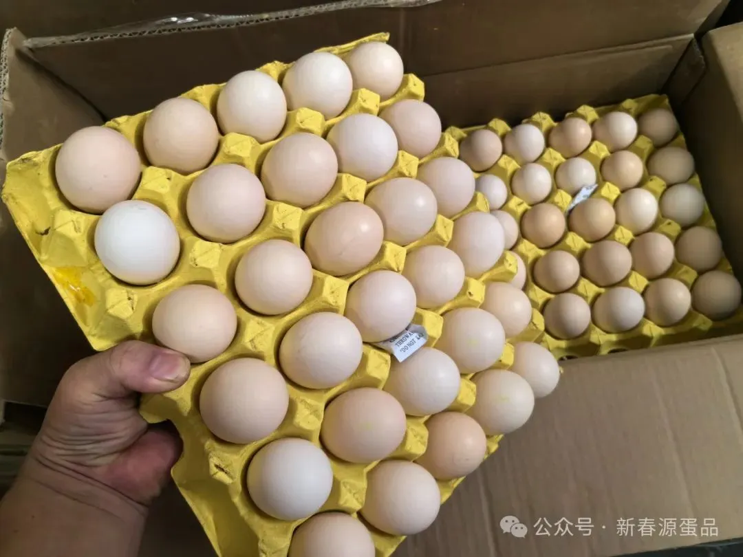 2026年4月21日 东莞信立市场鸡蛋行情参考