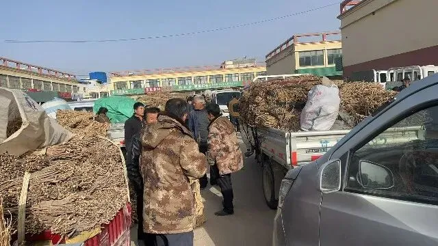 2026年4月20日首阳中药材市场快讯(种籽市场上货量大,人气高,关注度高)