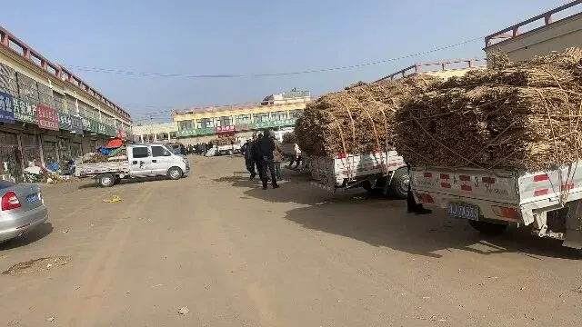 2026年4月20日首阳中药材市场快讯(种籽市场上货量大,人气高,关注度高)