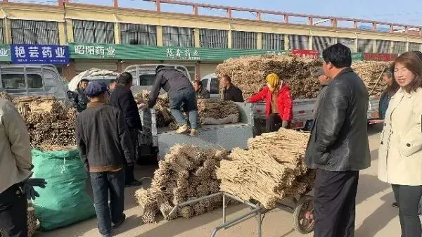 2026年4月20日首阳中药材市场快讯(种籽市场上货量大,人气高,关注度高)