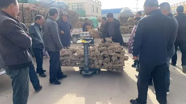 2026年4月20日首阳中药材市场快讯(种籽市场上货量大,人气高,关注度高)