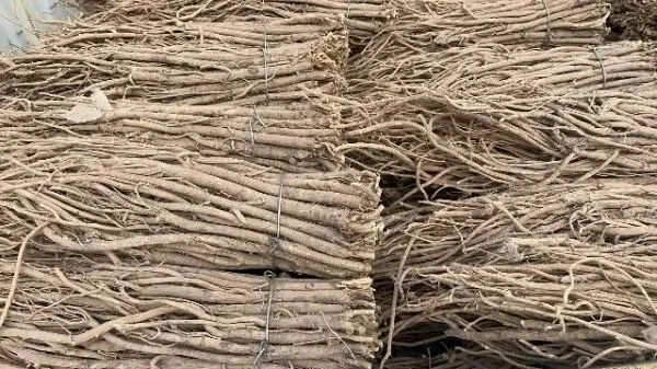 2026年4月20日首阳中药材市场快讯(种籽市场上货量大,人气高,关注度高)