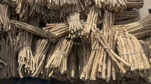 2026年4月20日首阳中药材市场快讯(种籽市场上货量大,人气高,关注度高)