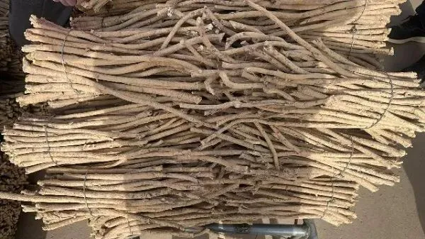 2026年4月20日首阳中药材市场快讯(种籽市场上货量大,人气高,关注度高)