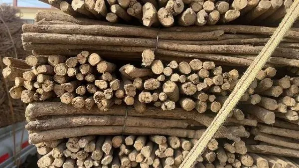 2026年4月20日首阳中药材市场快讯(种籽市场上货量大,人气高,关注度高)