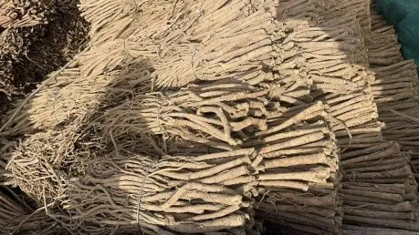 2026年4月20日首阳中药材市场快讯(种籽市场上货量大,人气高,关注度高)