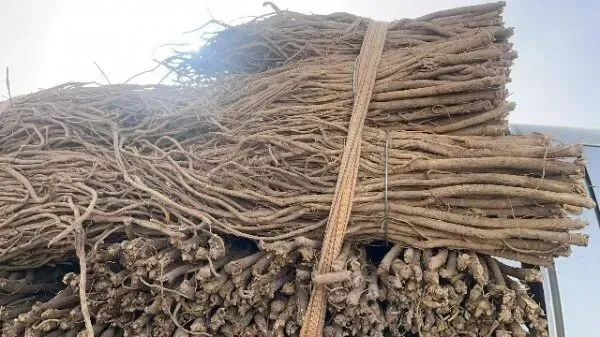 2026年4月20日首阳中药材市场快讯(种籽市场上货量大,人气高,关注度高)