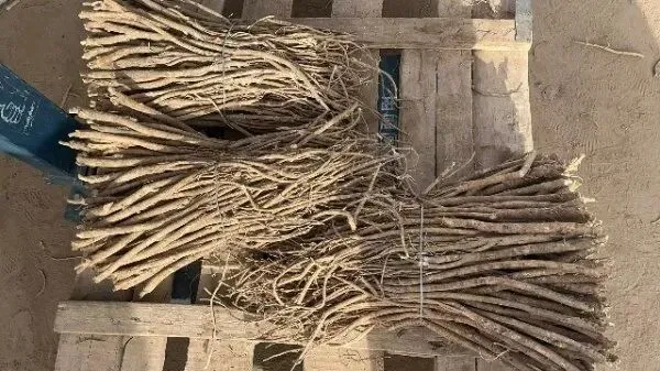 2026年4月20日首阳中药材市场快讯(种籽市场上货量大,人气高,关注度高)