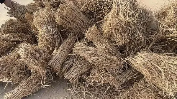 2026年4月20日首阳中药材市场快讯(种籽市场上货量大,人气高,关注度高)