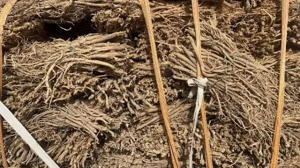 2026年4月20日首阳中药材市场快讯(种籽市场上货量大,人气高,关注度高)