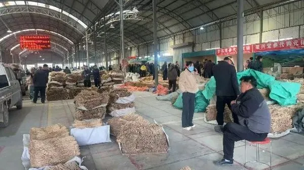 2026年4月20日首阳中药材市场快讯(种籽市场上货量大,人气高,关注度高)