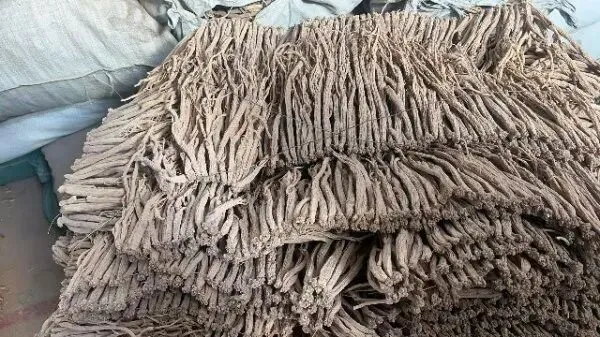 2026年4月20日首阳中药材市场快讯(种籽市场上货量大,人气高,关注度高)