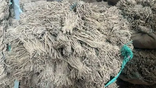 2026年4月20日首阳中药材市场快讯(种籽市场上货量大,人气高,关注度高)