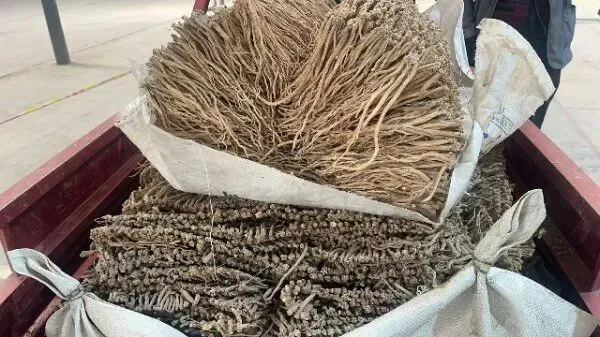 2026年4月20日首阳中药材市场快讯(种籽市场上货量大,人气高,关注度高)