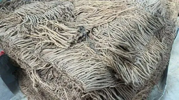 2026年4月20日首阳中药材市场快讯(种籽市场上货量大,人气高,关注度高)