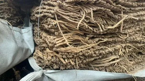 2026年4月20日首阳中药材市场快讯(种籽市场上货量大,人气高,关注度高)