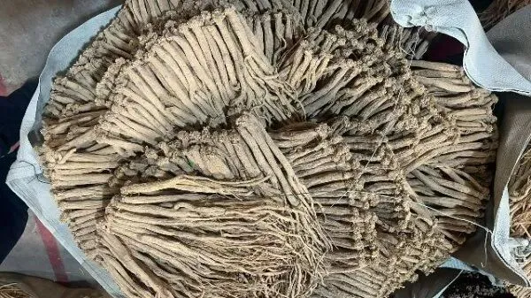 2026年4月20日首阳中药材市场快讯(种籽市场上货量大,人气高,关注度高)