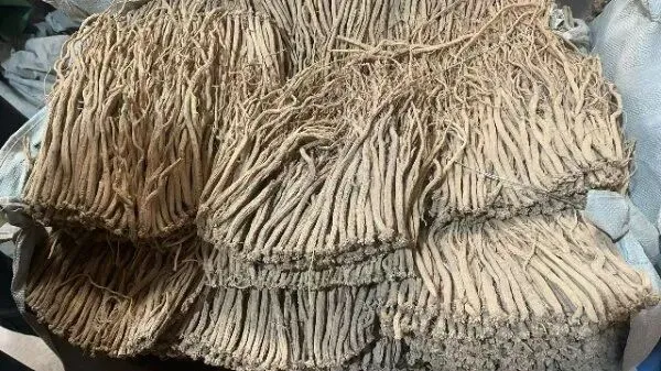 2026年4月20日首阳中药材市场快讯(种籽市场上货量大,人气高,关注度高)