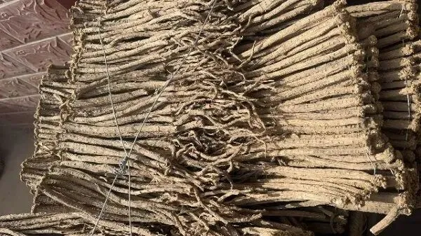 2026年4月20日首阳中药材市场快讯(种籽市场上货量大,人气高,关注度高)