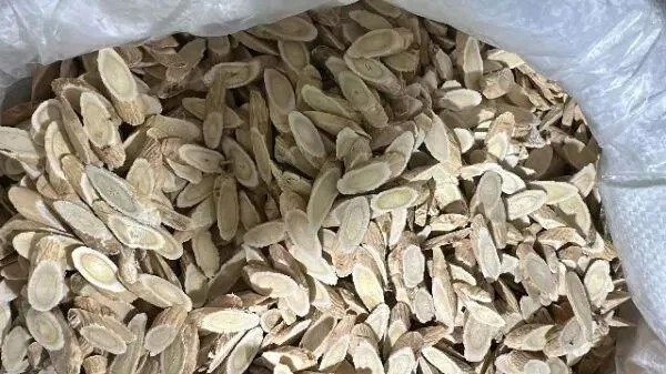 2026年4月20日首阳中药材市场快讯(种籽市场上货量大,人气高,关注度高)