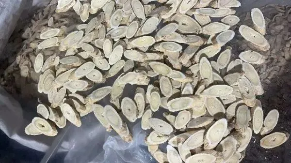 2026年4月20日首阳中药材市场快讯(种籽市场上货量大,人气高,关注度高)