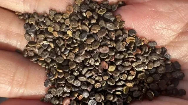 2026年4月20日首阳中药材市场快讯(种籽市场上货量大,人气高,关注度高)