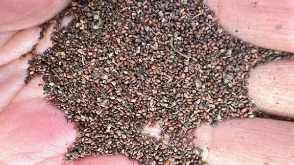 2026年4月20日首阳中药材市场快讯(种籽市场上货量大,人气高,关注度高)