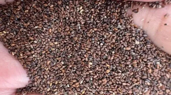 2026年4月20日首阳中药材市场快讯(种籽市场上货量大,人气高,关注度高)